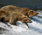 somon için Bears balıkçılık